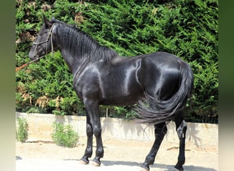 Murgese, Ogier, 3 lat, 165 cm, Kara