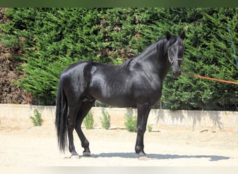 Murgese, Ogier, 3 lat, 165 cm, Kara