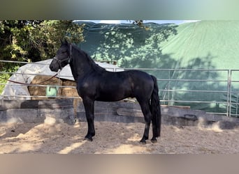 Murgese, Ogier, 3 lat, 165 cm, Kara