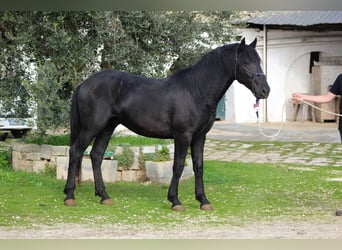 Murgese, Ogier, 3 lat, 165 cm, Kara