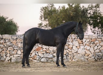 Murgese, Ogier, 4 lat, 156 cm, Kara