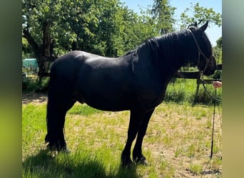 Murgese, Ruin, 11 Jaar, 160 cm, Zwart