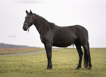 Murgese, Ruin, 3 Jaar, 163 cm, Zwart