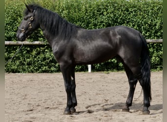 Murgese, Ruin, 3 Jaar, 164 cm, Zwart