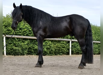 Murgese, Ruin, 4 Jaar, 165 cm, Zwart