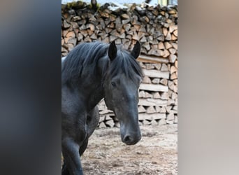 Murgese, Ruin, 5 Jaar, 157 cm, Roan-Blue