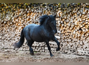Murgese, Ruin, 5 Jaar, 157 cm, Roan-Blue