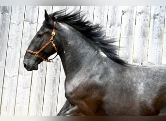 Murgese, Ruin, 5 Jaar, 157 cm, Roan-Blue