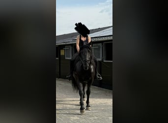 Murgese, Ruin, 7 Jaar, 163 cm, Zwart