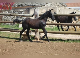 Murgese, Stallion, 1 year, 15.2 hh, Black