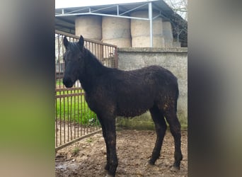 Murgese, Stallion, 1 year, Black