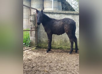 Murgese, Stallion, 1 year, Black