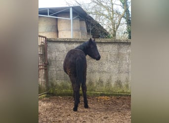 Murgese, Stallion, 1 year, Black