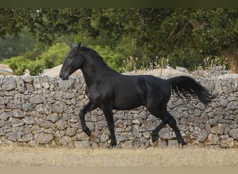 Murgese, Stallion, 2 years, 14.1 hh, Black