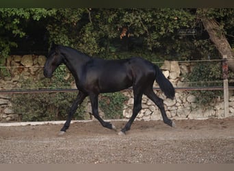 Murgese, Stallion, 2 years, 15.1 hh, Black