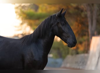 Murgese, Stallion, 2 years, 15.1 hh, Black