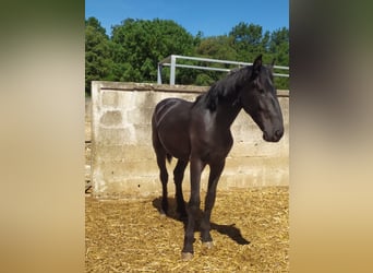 Murgese, Stallion, 2 years, 15.1 hh, Black
