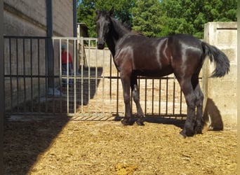 Murgese, Stallion, 2 years, 15.1 hh, Black