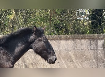 Murgese, Stallion, 2 years, 15.1 hh, Black