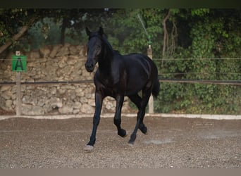Murgese, Stallion, 2 years, 15.1 hh, Black