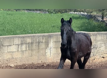 Murgese, Stallion, 2 years, 15.1 hh, Black