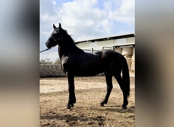 Murgese, Stallion, 2 years, 15.1 hh, Black