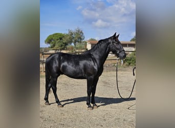 Murgese, Hengst, 2 Jahre, 15,2 hh, Rappe