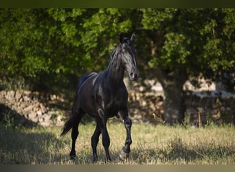 Murgese, Stallion, 2 years, 15.2 hh, Black