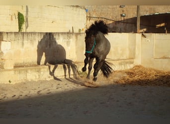 Murgese, Stallion, 2 years, 15.2 hh