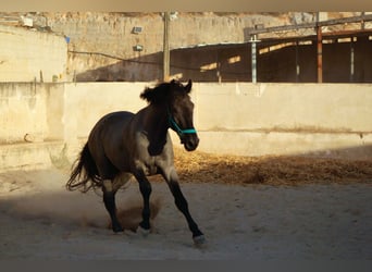 Murgese, Stallion, 2 years, 15.2 hh