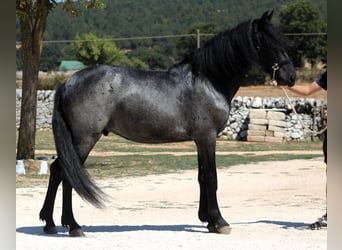 Murgese, Stallion, 2 years, 15.2 hh, Roan-Blue