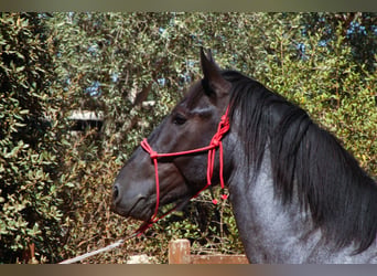 Murgese, Stallion, 2 years, 15.2 hh, Roan-Blue