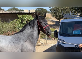 Murgese, Stallion, 2 years, 15.2 hh, Roan-Blue