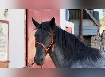 Murgese, Stallion, 2 years, 15.2 hh, Roan-Blue