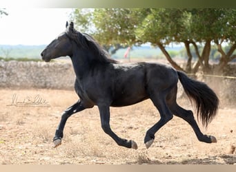 Murgese, Stallion, 2 years, 15 hh, Black