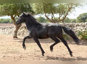 Murgese, Stallion, 2 years, 15 hh, Black