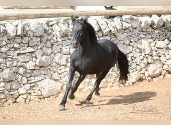 Murgese, Stallion, 2 years, 15 hh, Black