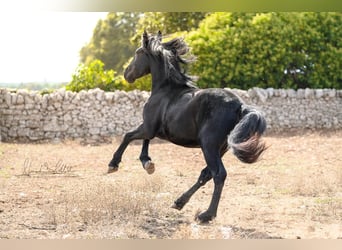 Murgese, Stallion, 2 years, 15 hh, Black
