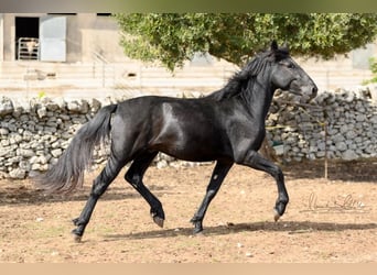 Murgese, Stallion, 2 years, 15 hh, Black