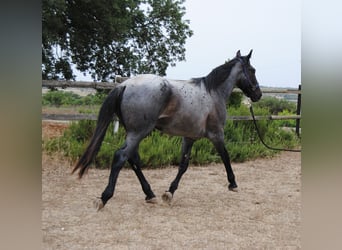 Murgese, Stallion, 2 years, 15 hh, Roan-Blue