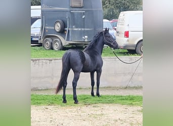 Murgese, Stallion, 2 years, 15,1 hh, Black
