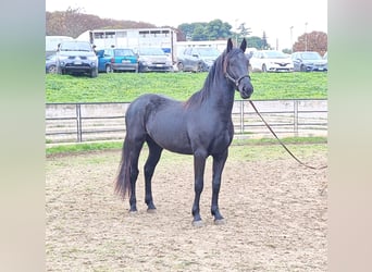 Murgese, Stallion, 2 years, 15,1 hh, Black