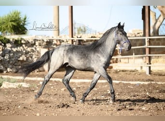 Murgese, Stallion, 2 years, 15,1 hh, Roan-Blue