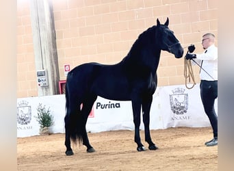Murgese, Stallion, 2 years, 15,2 hh, Black