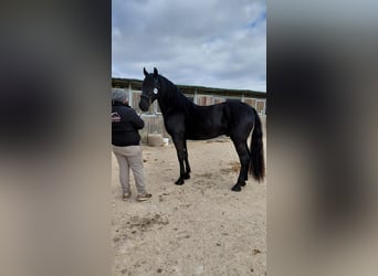Murgese, Stallion, 2 years, 15,2 hh, Black