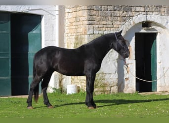 Murgese, Stallion, 2 years, 15,2 hh, Black