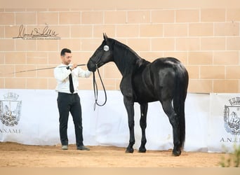 Murgese, Stallion, 2 years, 15,2 hh, Black