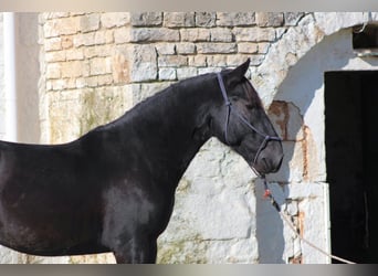 Murgese, Stallion, 2 years, 15,2 hh, Black