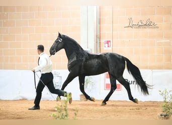 Murgese, Stallion, 2 years, 15,2 hh, Black