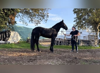 Murgese, Stallion, 2 years, 15,2 hh, Black